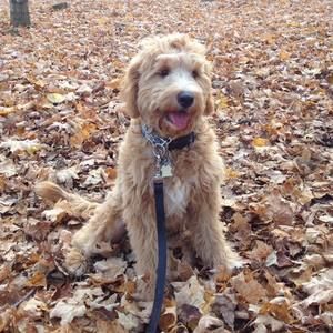 Meet your Posher, Sandy